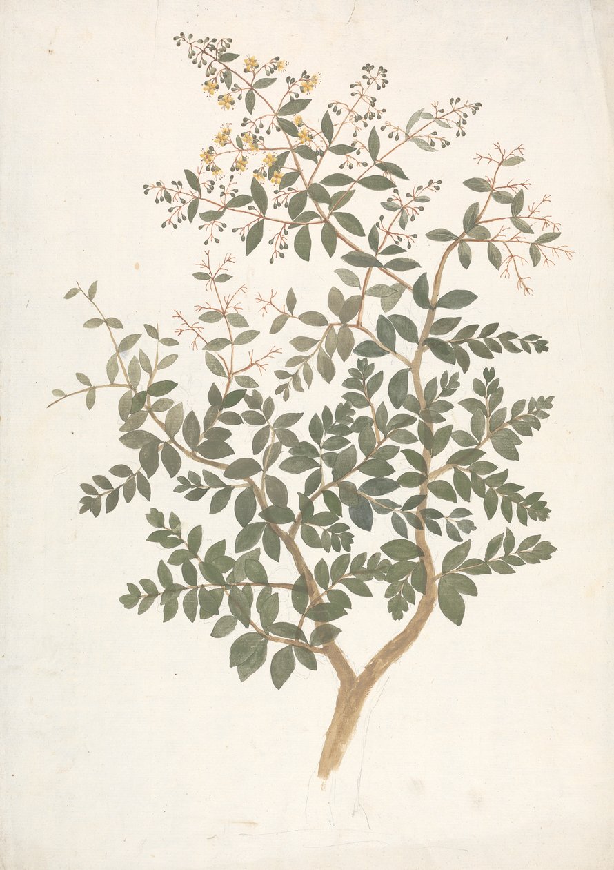 Lawsonia inermis L. (Henné) : dessin fini d