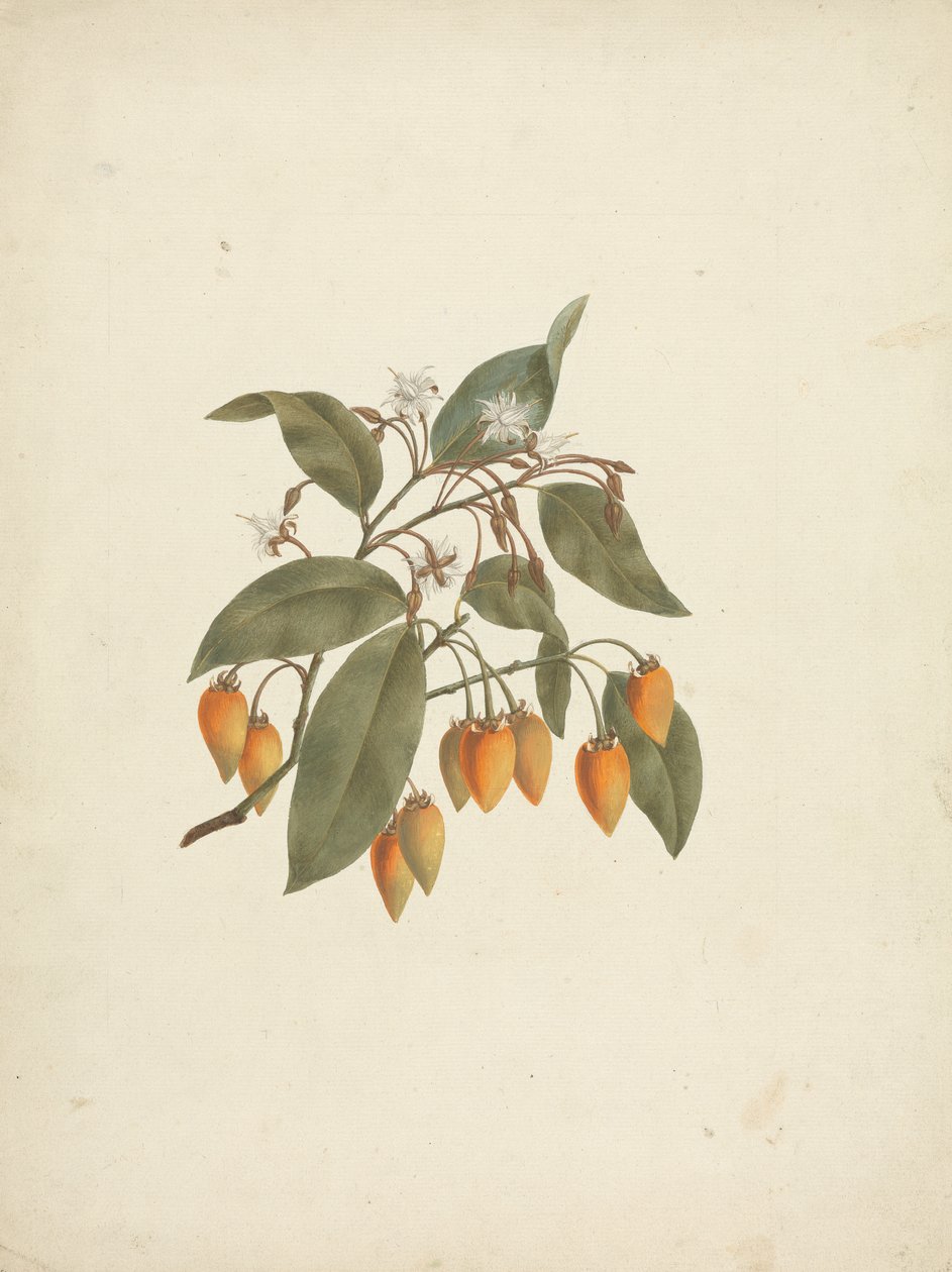 Mimusops kummel A. DC. : dessin fini avec quelques fleurs - James Bruce