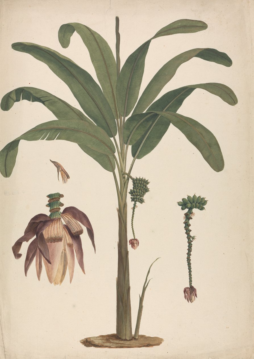Musa x sapientum L. (Banane) : dessin fini avec détails de l