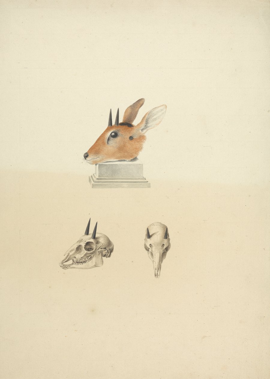 Madoqua non identifié (Dik-dik) : étude de la tête et du crâne - James Bruce