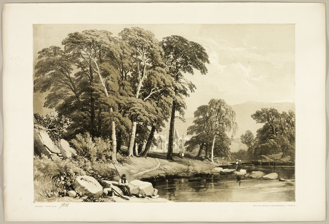 Peuplier Noir, du Parc et la Forêt - James Duffield Harding