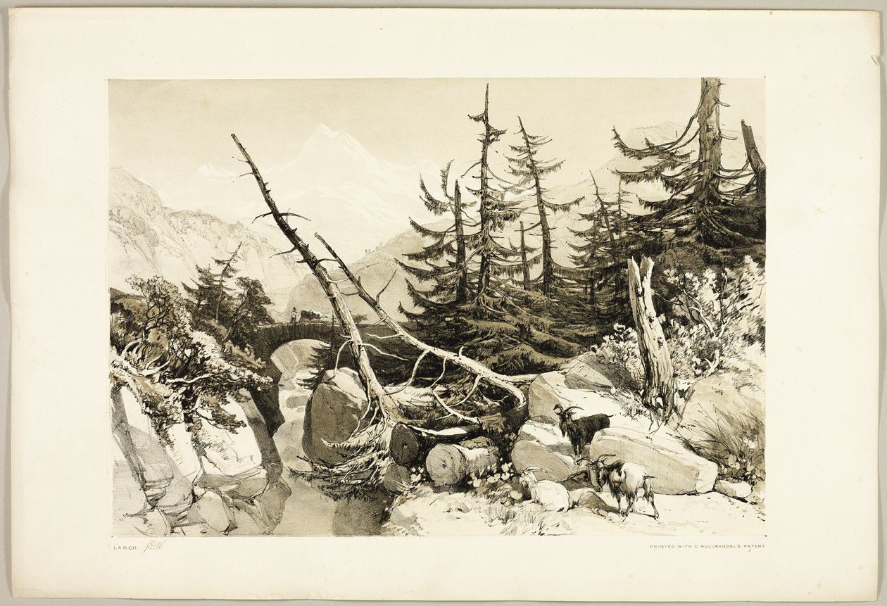 Mélèze, du Parc et la Forêt - James Duffield Harding