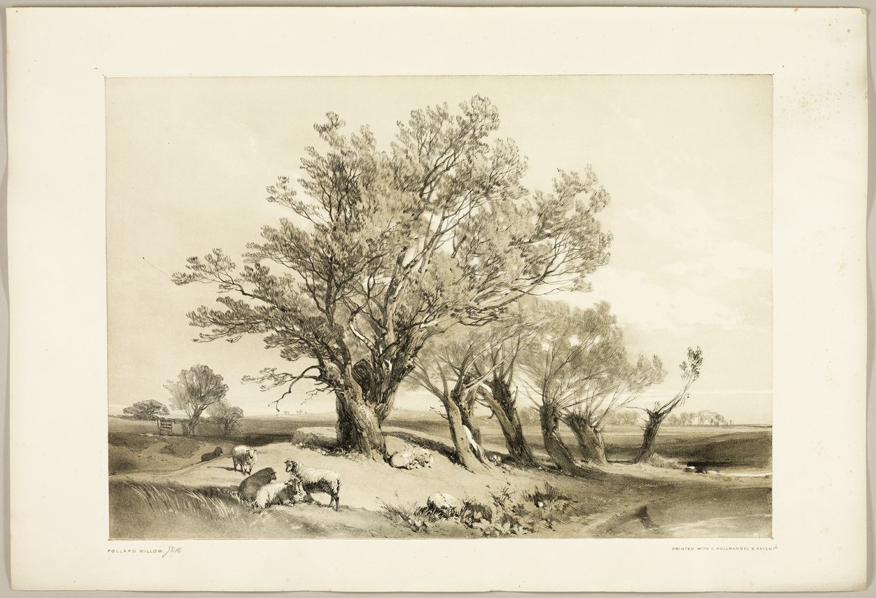 Saule têtard, du Parc et la Forêt - James Duffield Harding