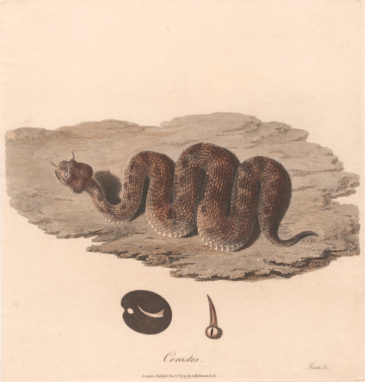 Céraste - James Heath