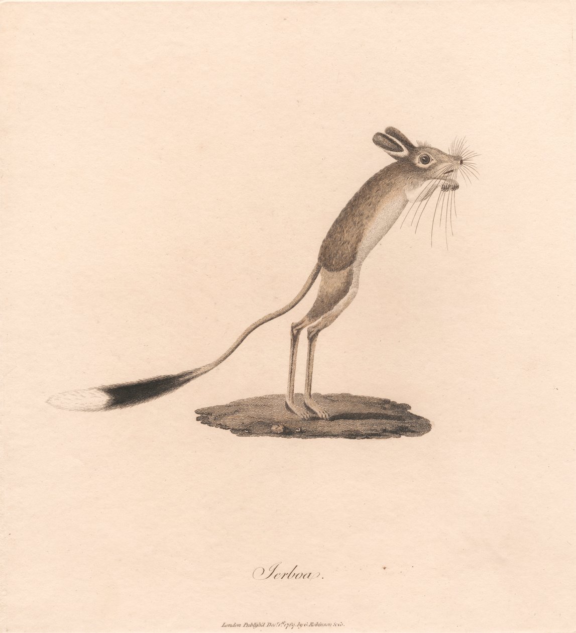 Jerboa - James Heath