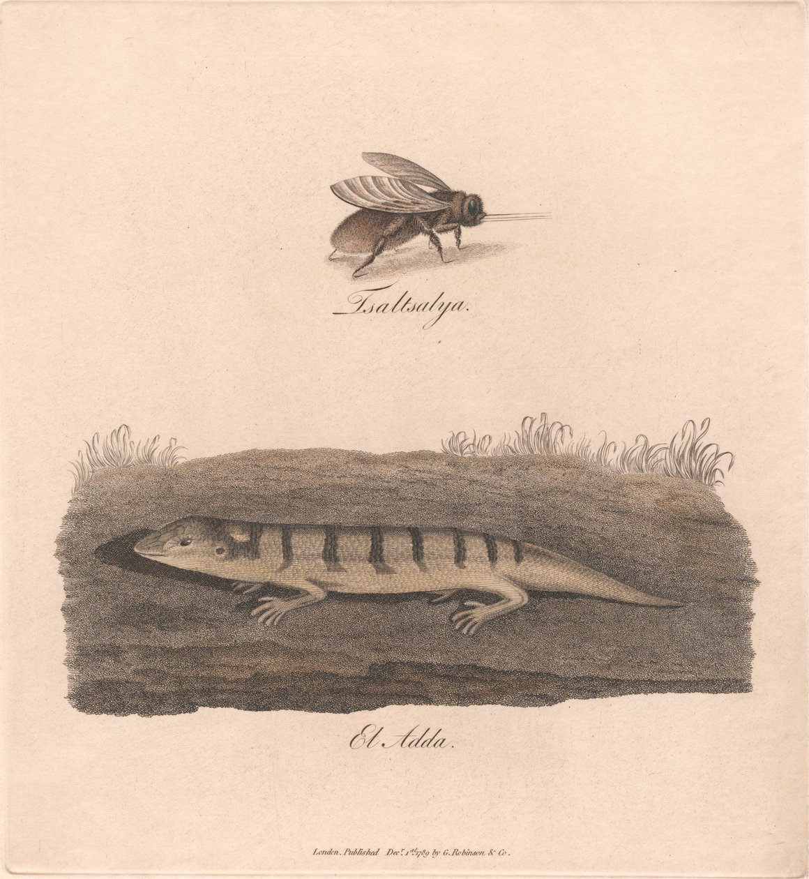 Tsaltsalya / El Adda - James Heath