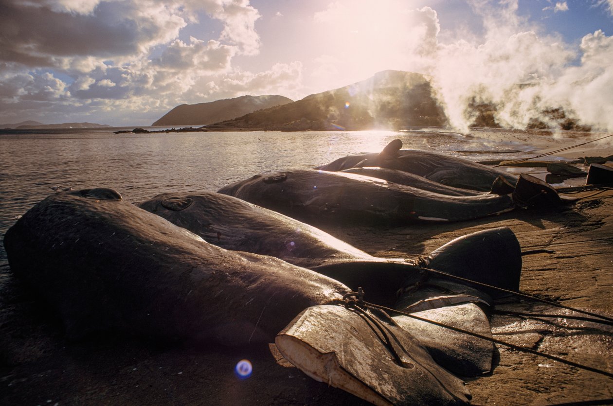 Des baleines abattues jonchent la plage après une chasse. FRENCHMAN BAY PRÈS D