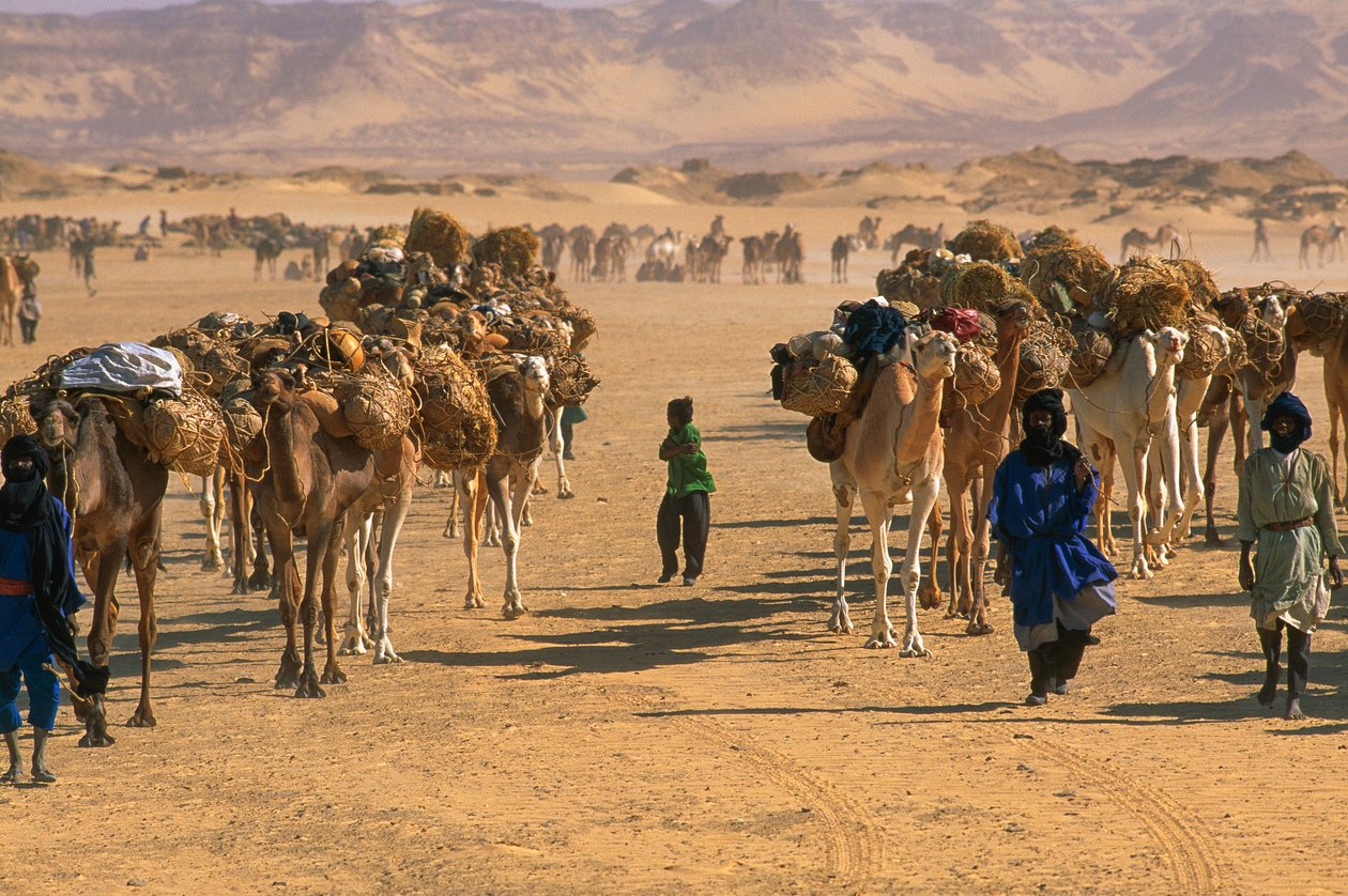 Caravane de chameaux de sel à l