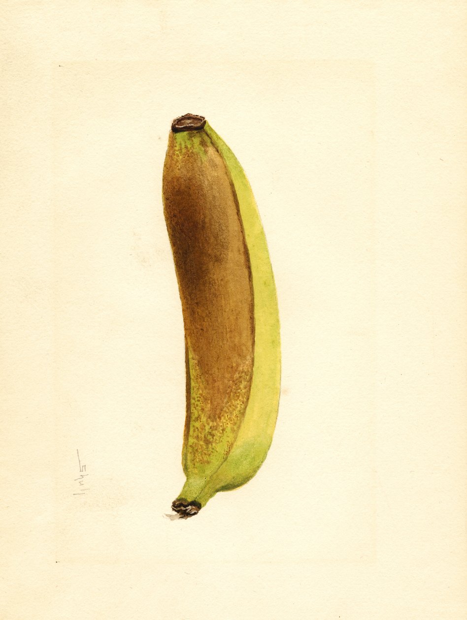Banane (Musa) (aquarelle) - James Marion Shull