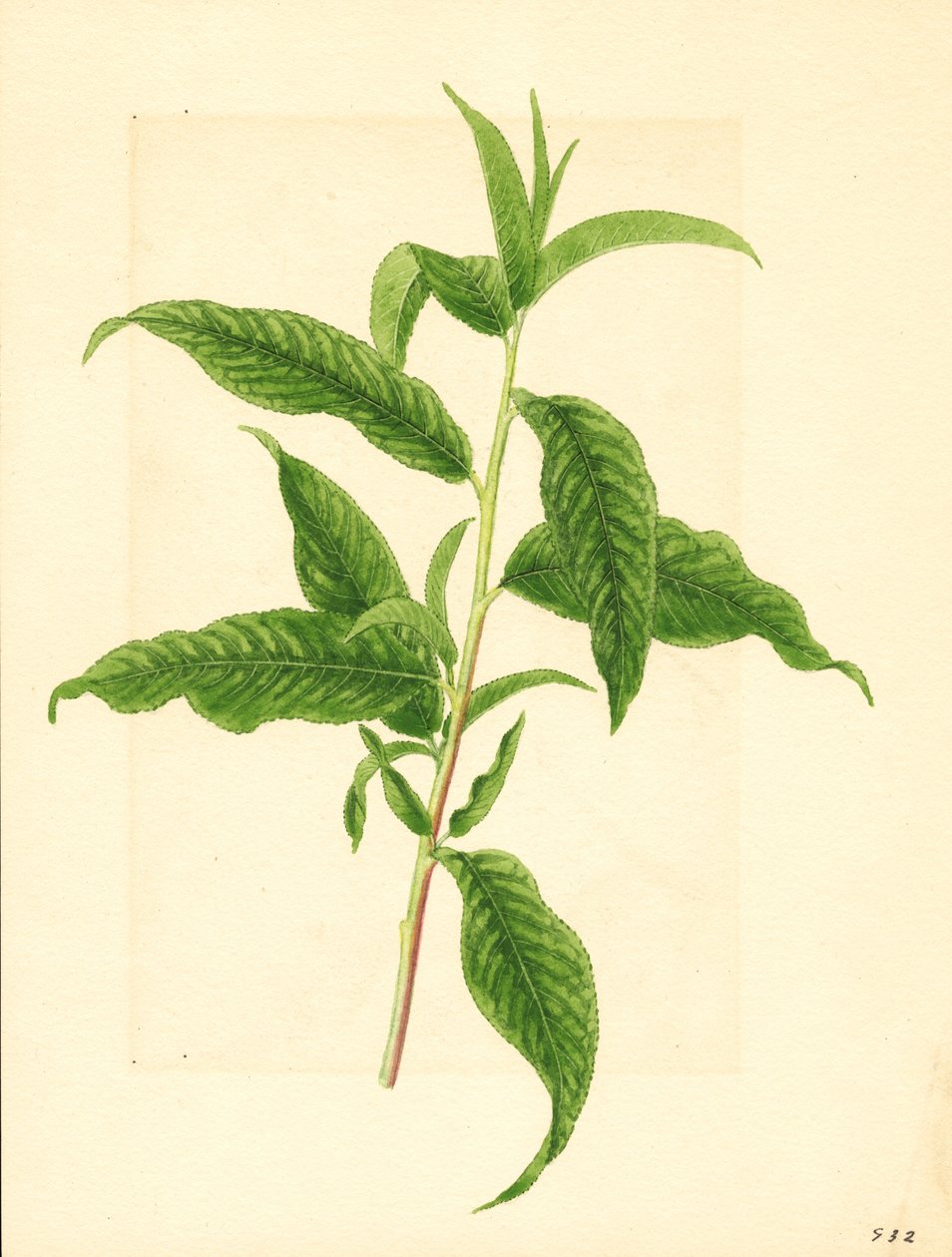 Branche avec feuilles vertes du pêcher Elberta ( Prunus persica : Elberta) (aquarelle) - James Marion Shull