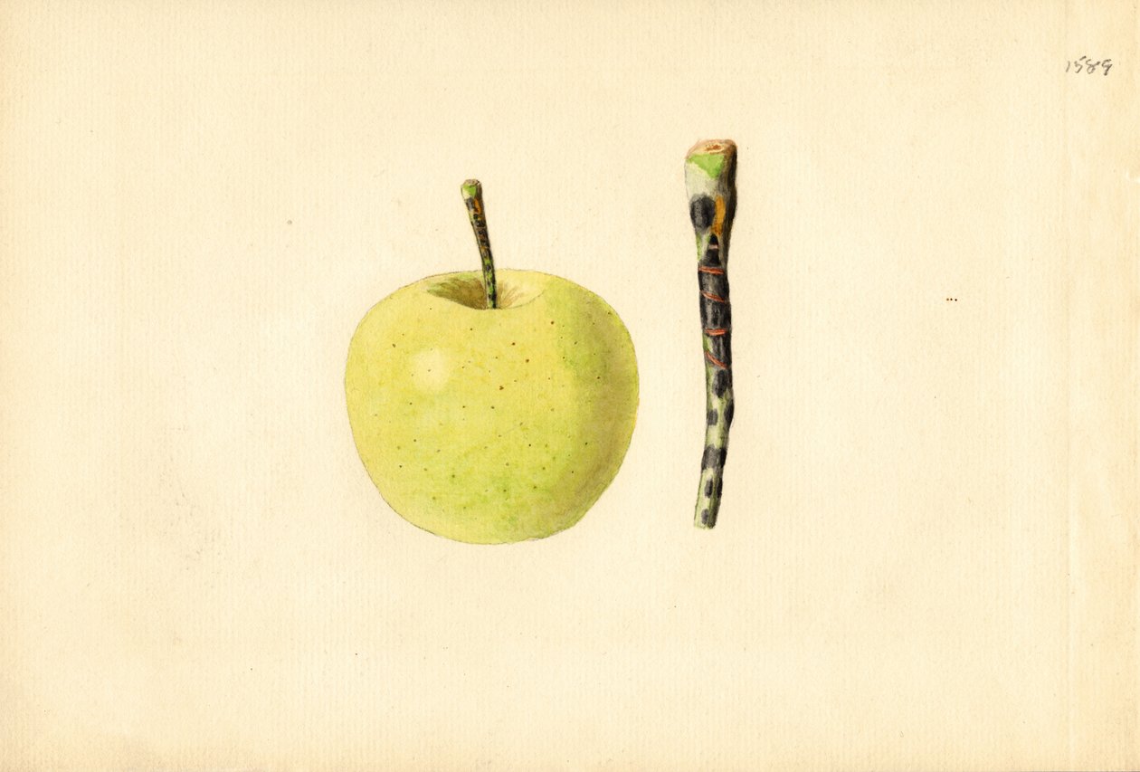 Pomme Golden Delicious ( Malus domestica) (aquarelle) - James Marion Shull