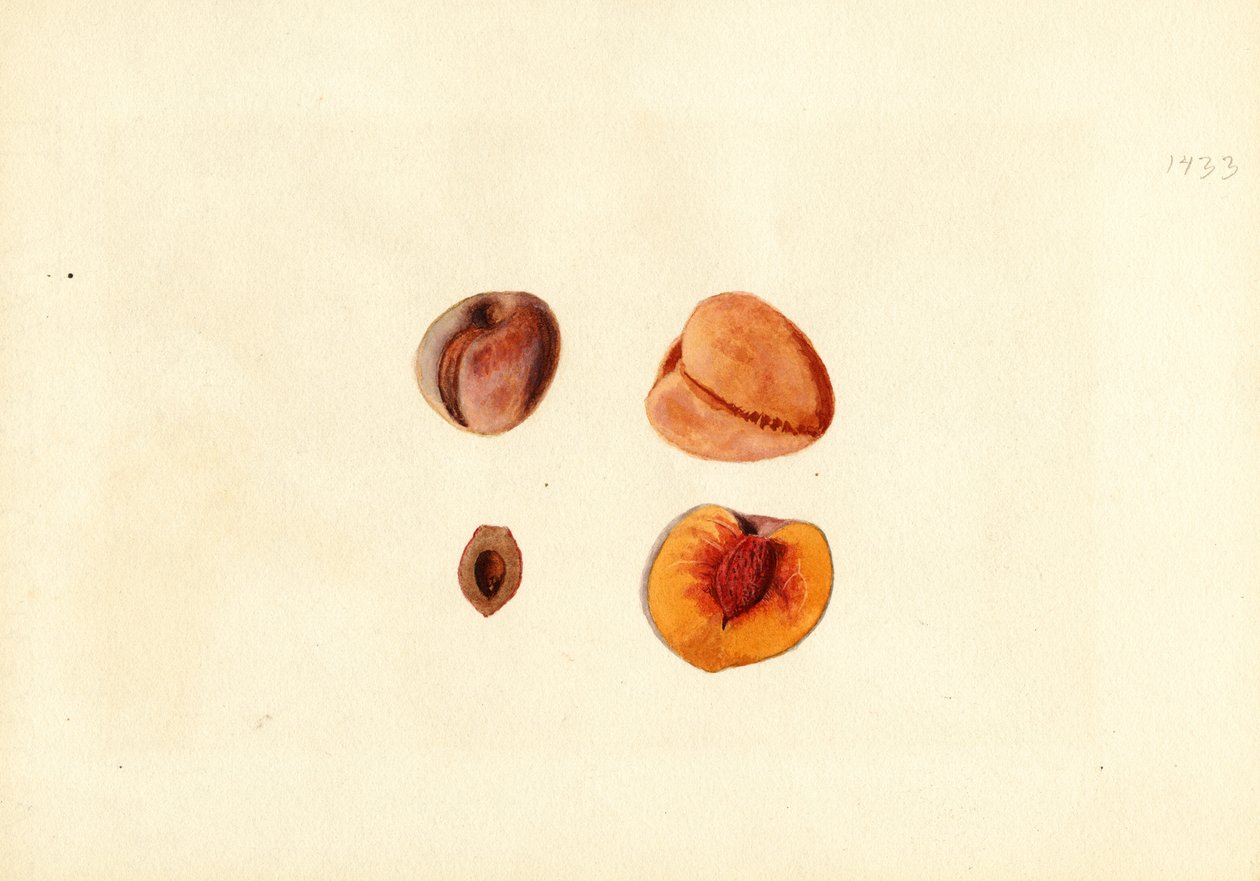Pêches ( Prunus persica : Hutchkins) (aquarelle) - James Marion Shull