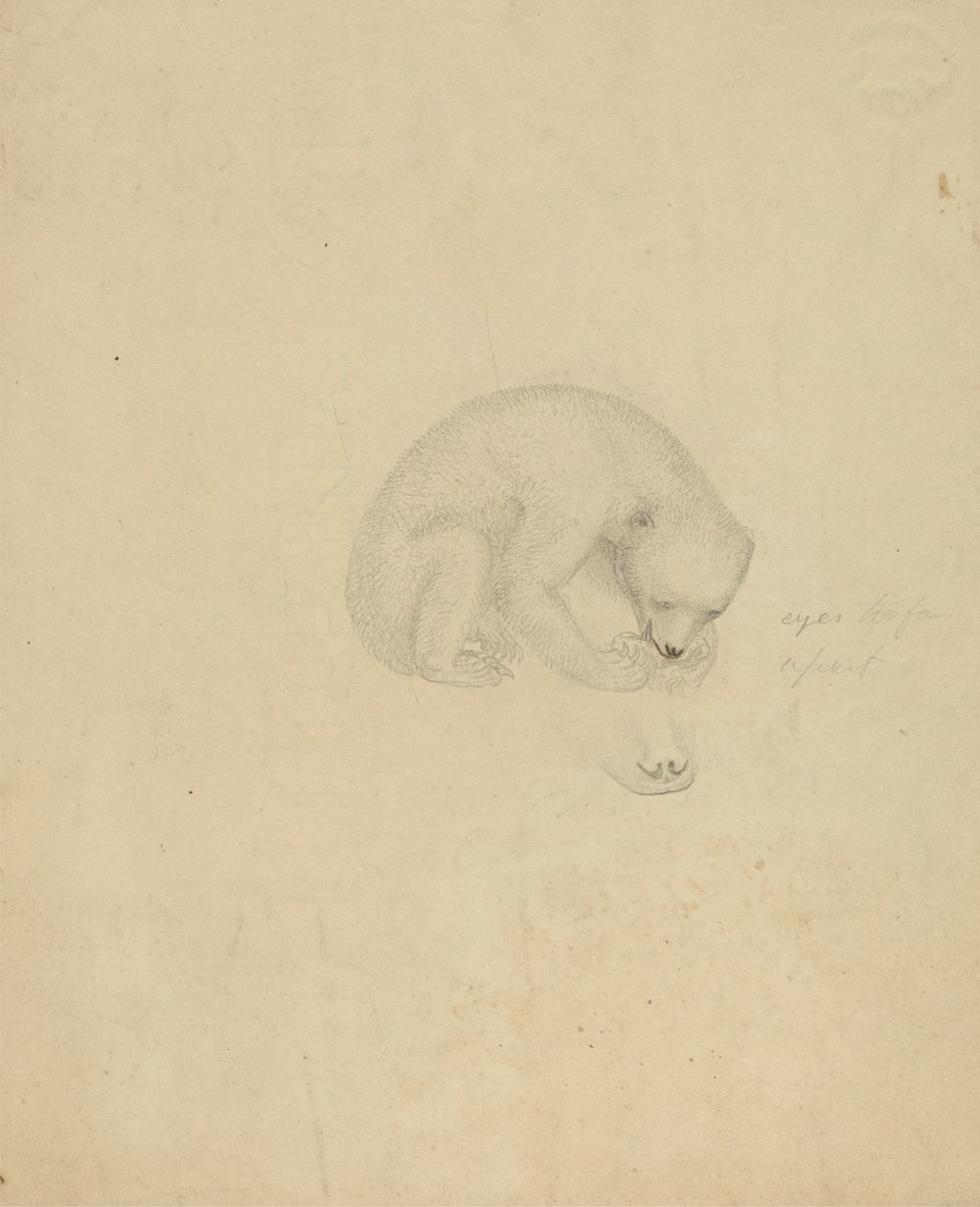 Un Ours - James Sowerby