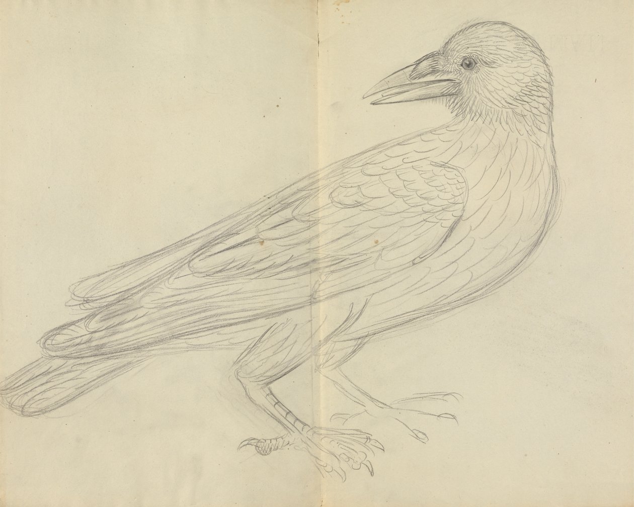 Un Corbeau - James Sowerby