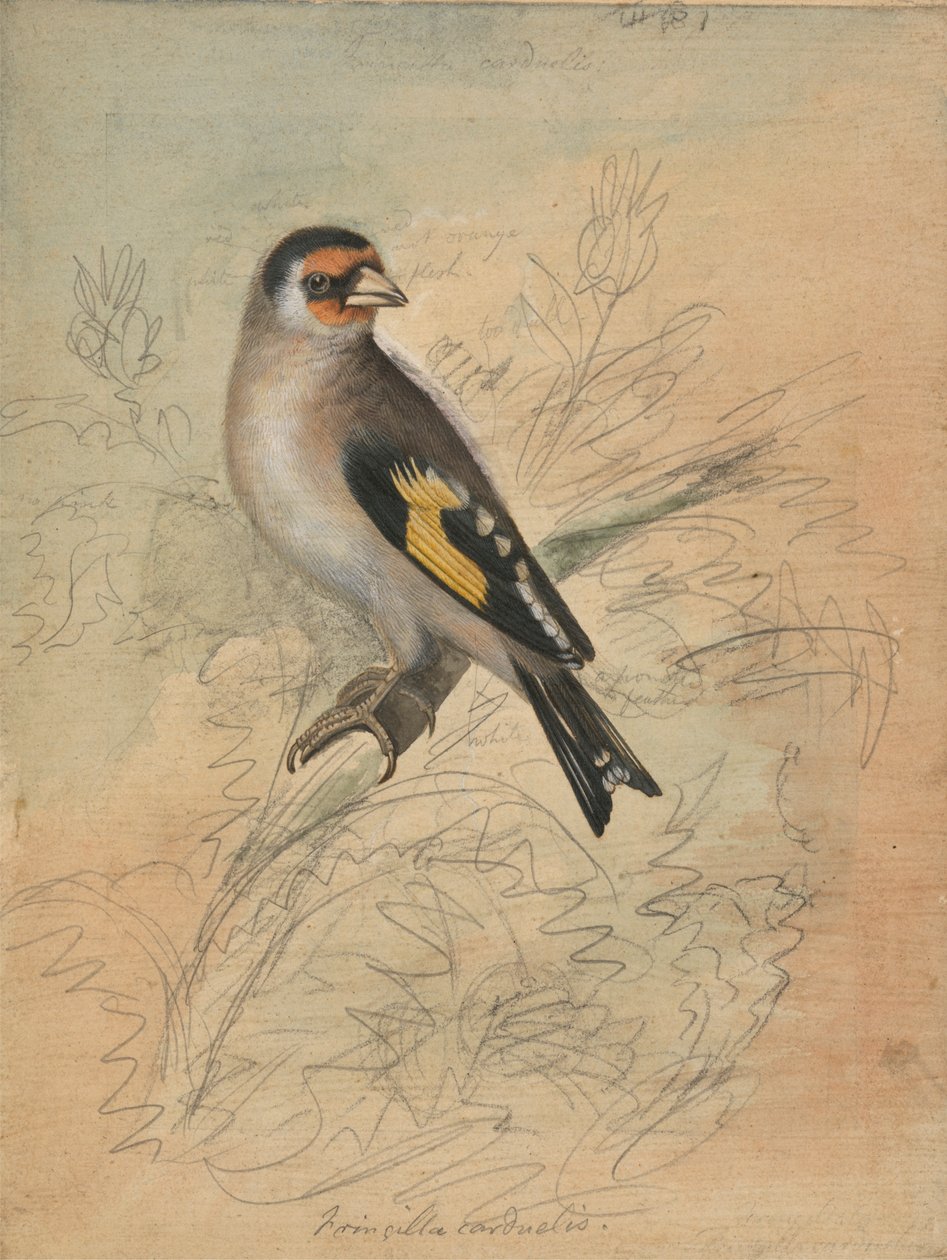 Un chardonneret élégant - James Sowerby