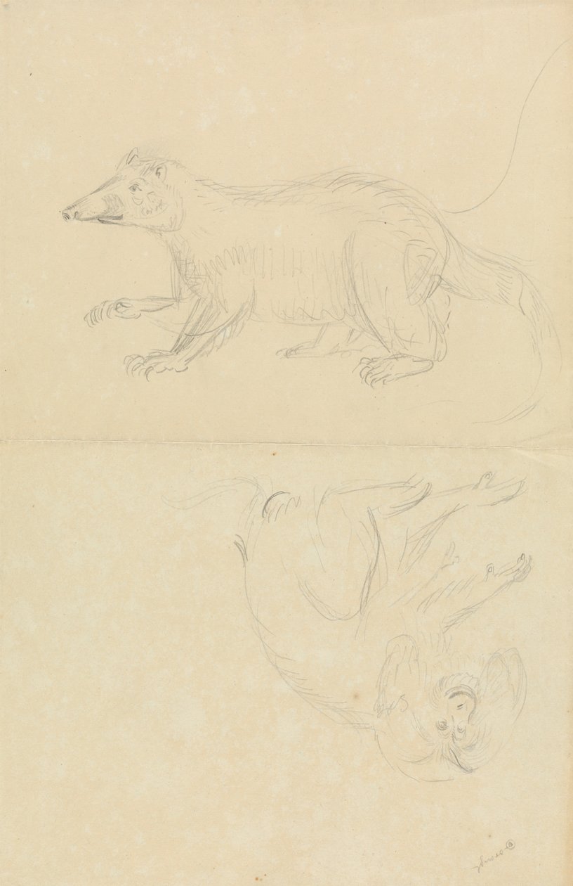 Un mammifère (coatimundi ?) et un primate (ouistiti ?) - James Sowerby