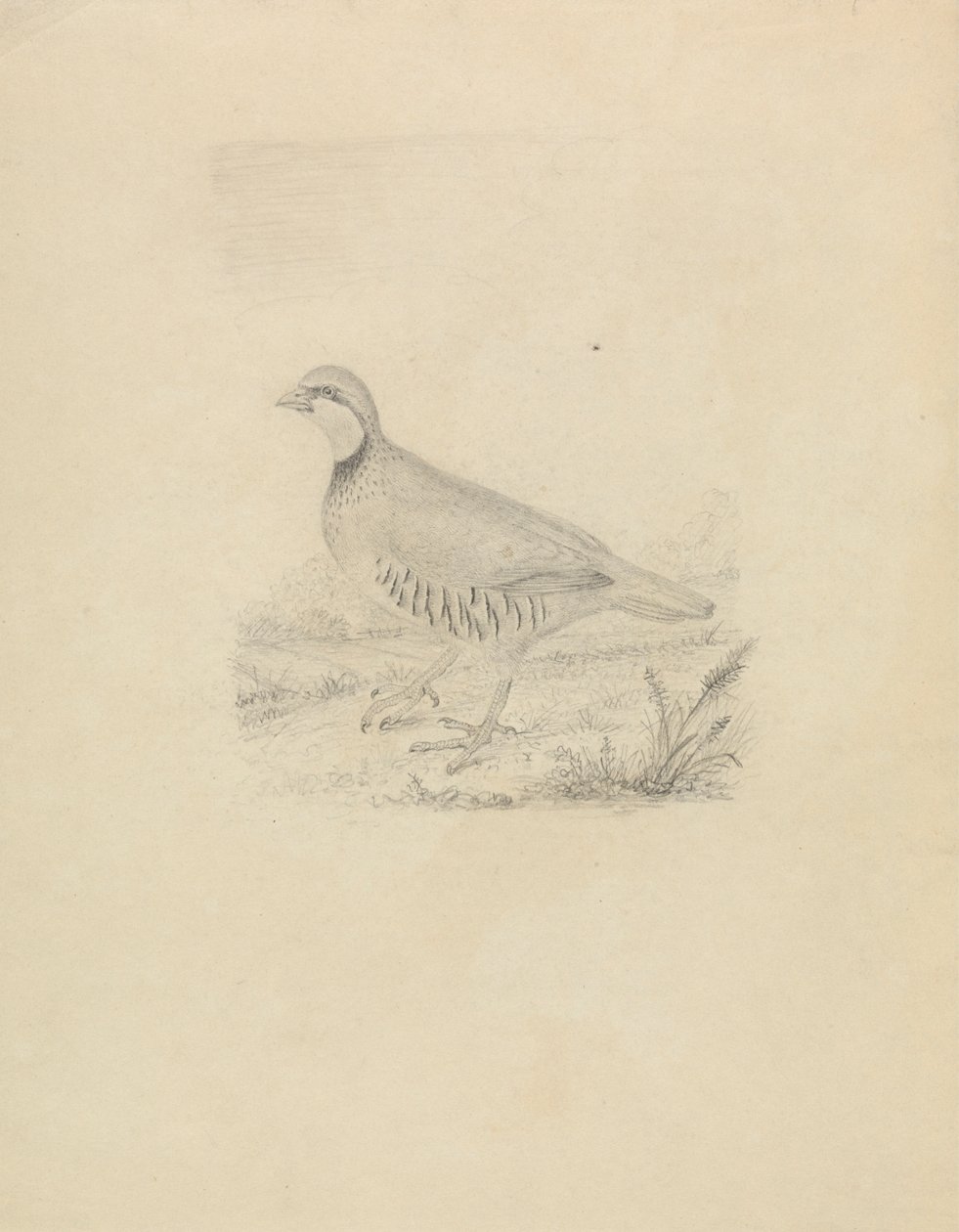 Une caille - James Sowerby
