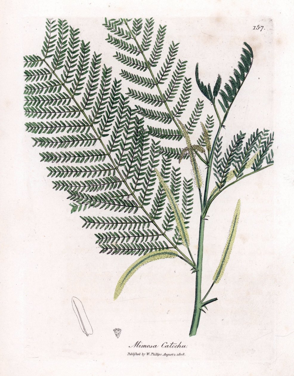 Acacia à cachou - Catechu, Acacia catechu - James Sowerby