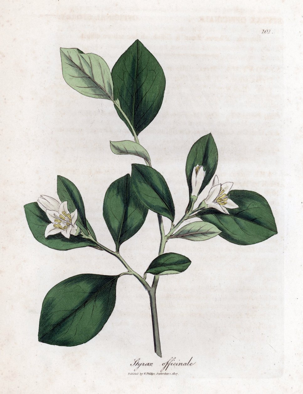 Styrax officinal, Styrax officinalis - James Sowerby