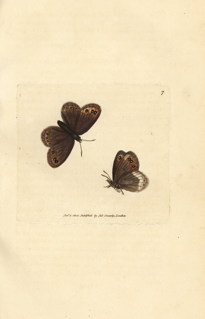 Némusienne, Erebia ligea - James Sowerby