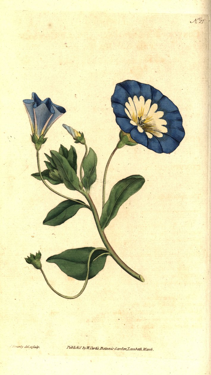 Belle de jour ou liseron tricolore, illustration botanique de James Sowerby du Botanical Magazine de William Curtis - James Sowerby