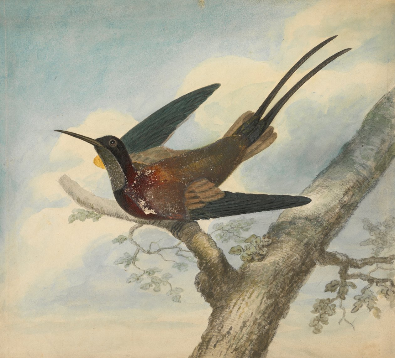 Oiseau de paradis et verso : esquisse d