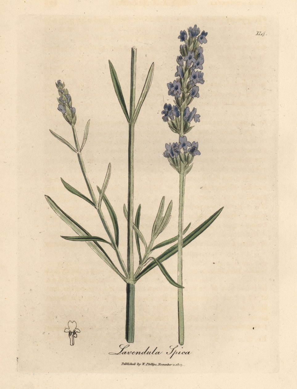 Lavande à fleurs bleues, Lavandula spica - James Sowerby