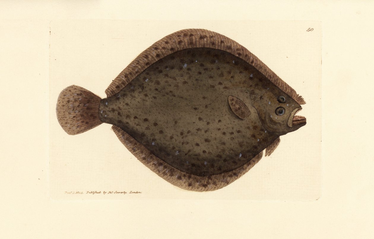 Barbue ou poisson cerf-volant, Scophthalmus rhombus - James Sowerby