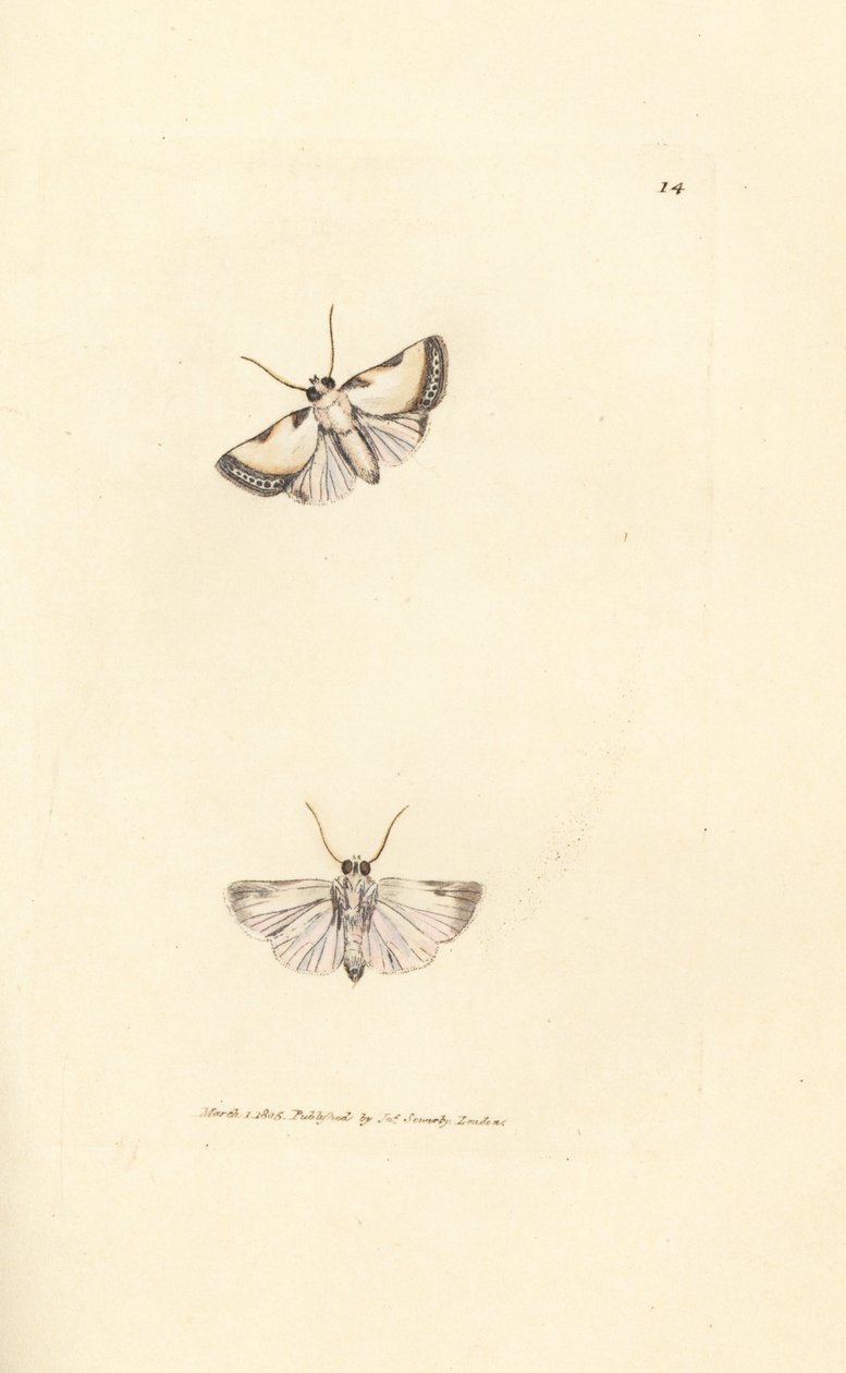 Beauté de Brixton, Acontia nitidula - James Sowerby