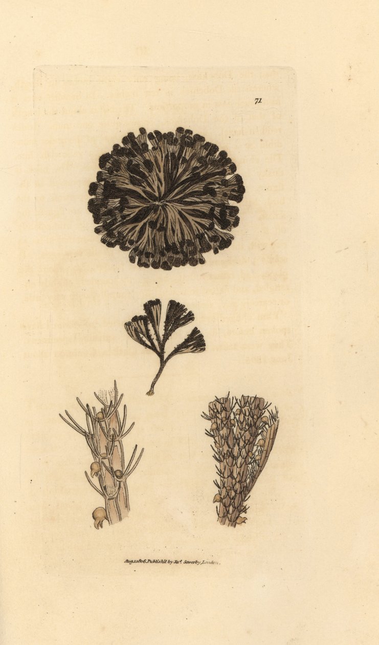 Bugulina avicularia - James Sowerby