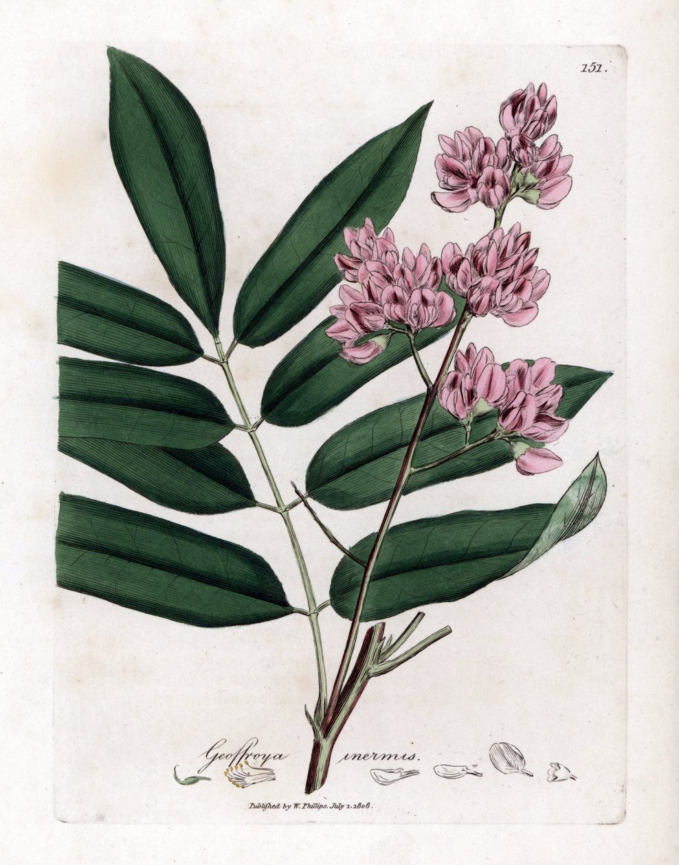 Arbre à chou ou écorce de chou - Arbre à chou, Andira inermis. Gravure à la main d