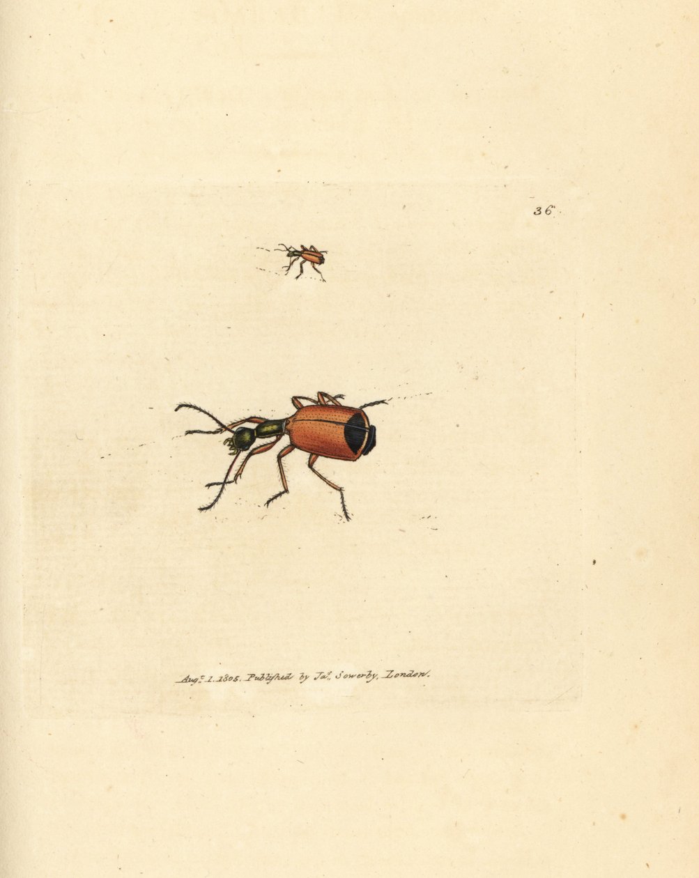 Carabe à col rond - James Sowerby
