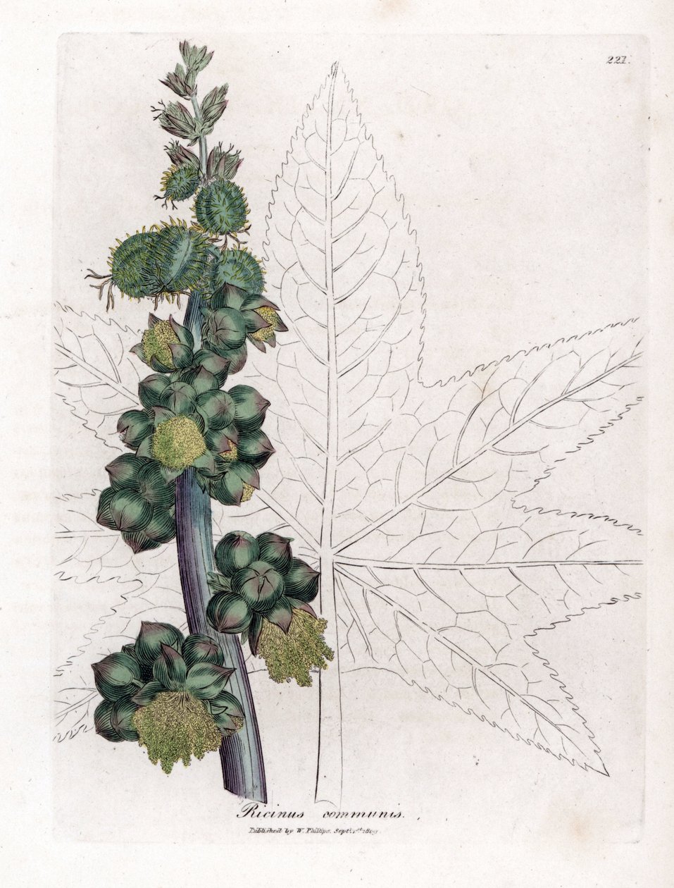 Ricin - James Sowerby