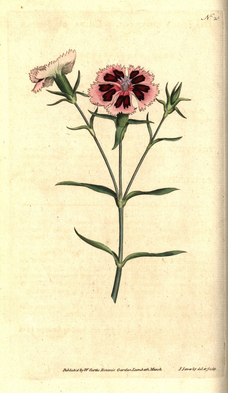 Œillet de Chine, Dianthus chinensis - James Sowerby