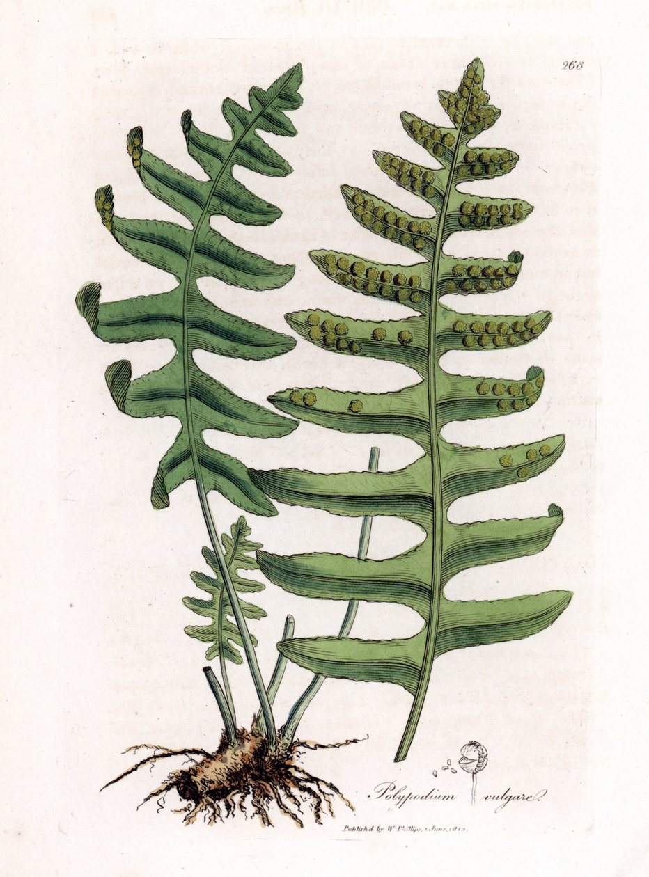 Polypode commun - James Sowerby
