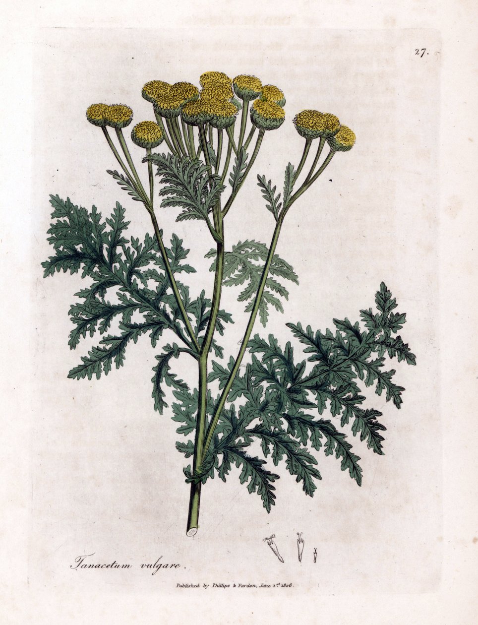 Tanaisie commune - Tanacetum vulgare. Gravure à la main d