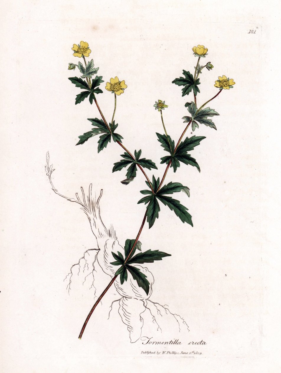 Tormentille commune, Potentilla erecta. Gravure à la main d