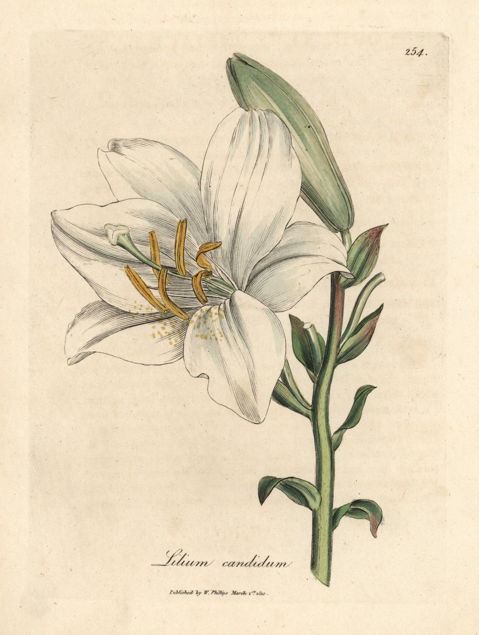 Lys blanc commun, Lilium candidum - James Sowerby