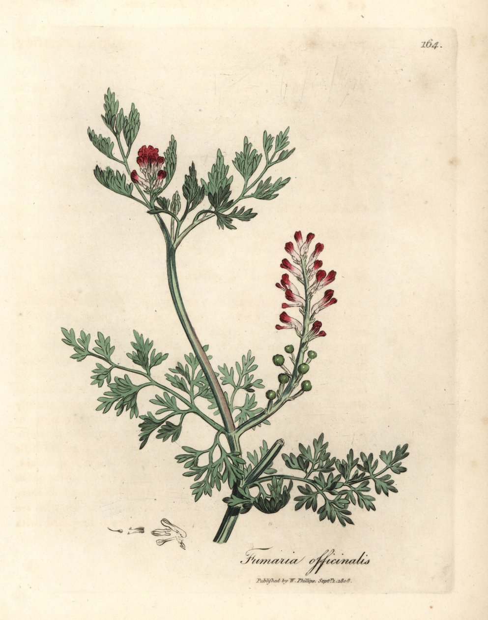 Fumeterre à fleurs cramoisies, Fumaria officinalis - James Sowerby