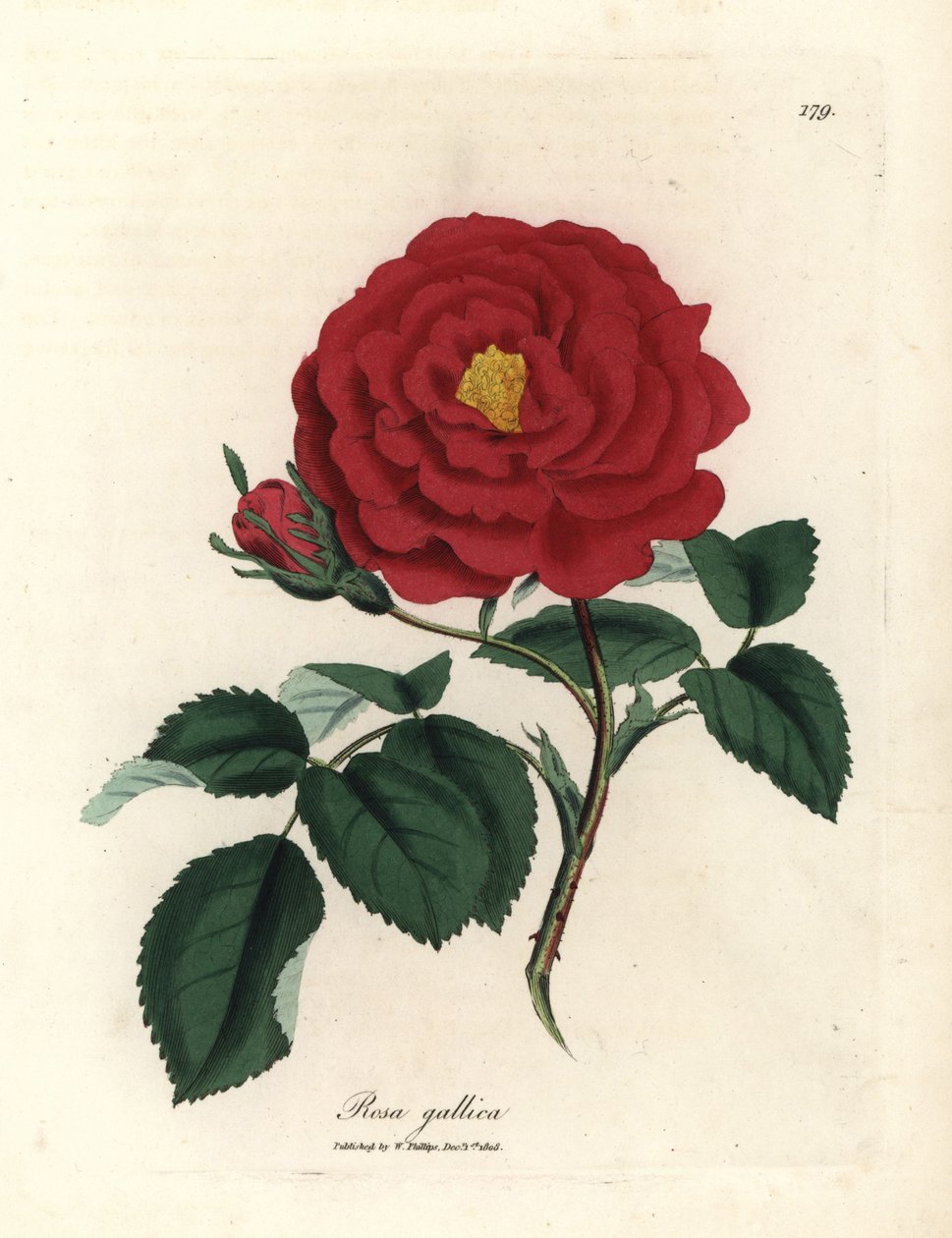 Rose officinale cramoisie, Rosa gallica - James Sowerby