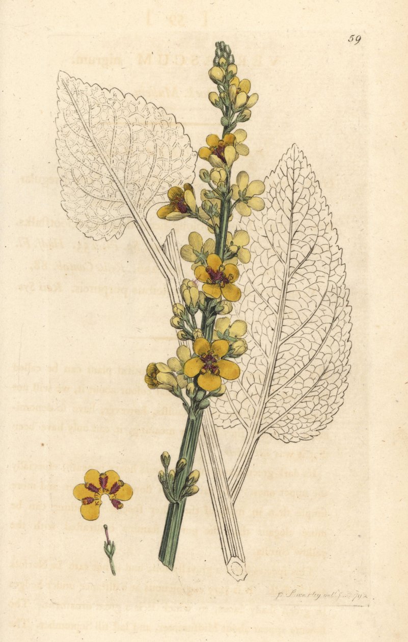 Molène noire, Verbasum nigrum. Gravure à la main en couleur d