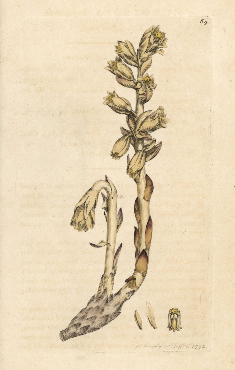 Pipe du Hollandais - James Sowerby