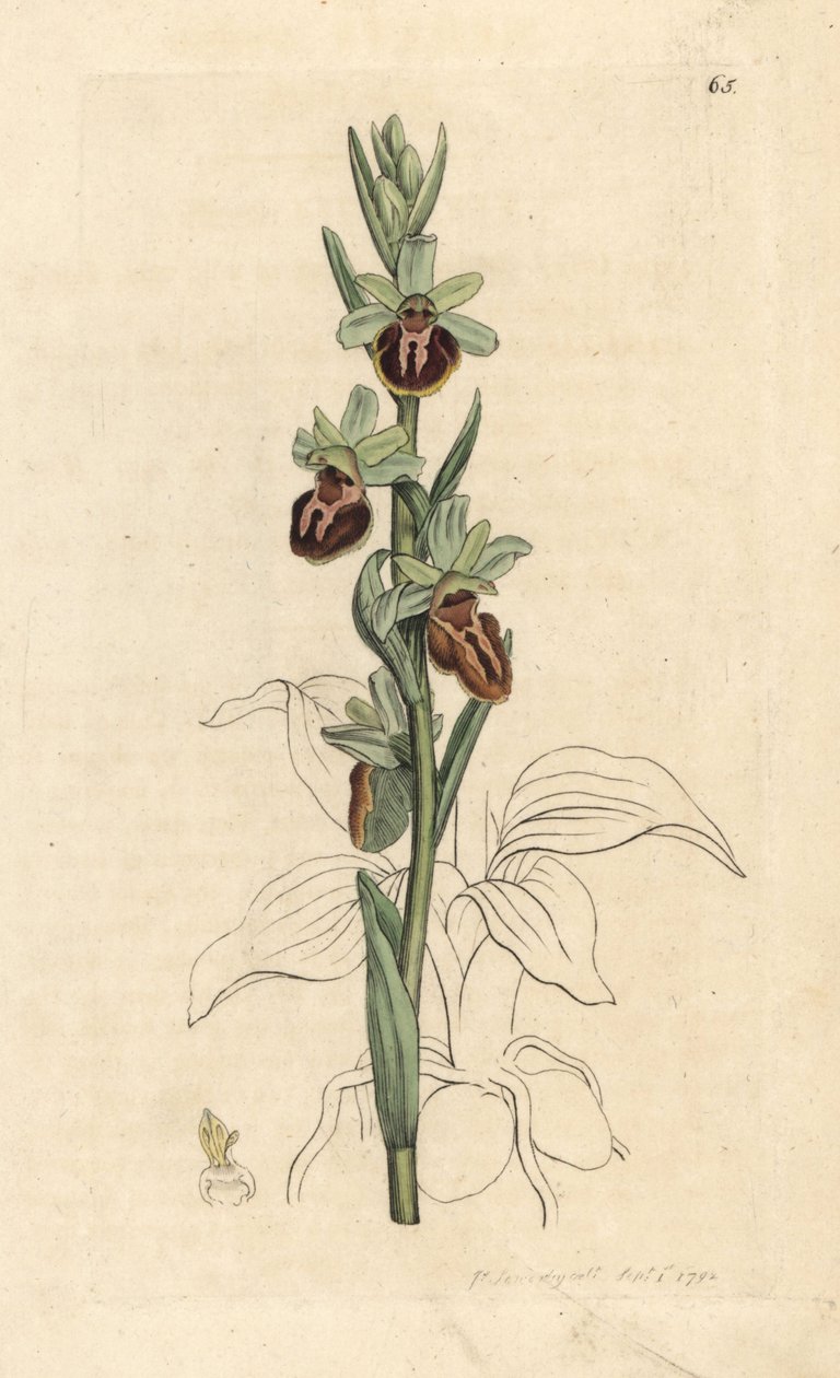 Ophrys araignée précoce, Ophrys sphegodes. Gravure à la main en couleur d