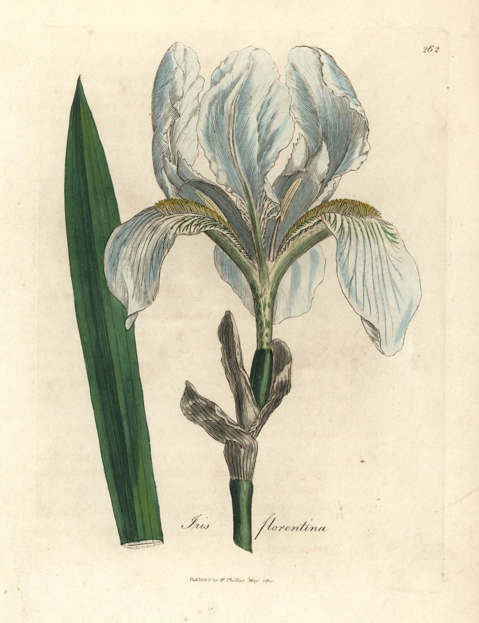 Iris florentin, Iris florentina - James Sowerby