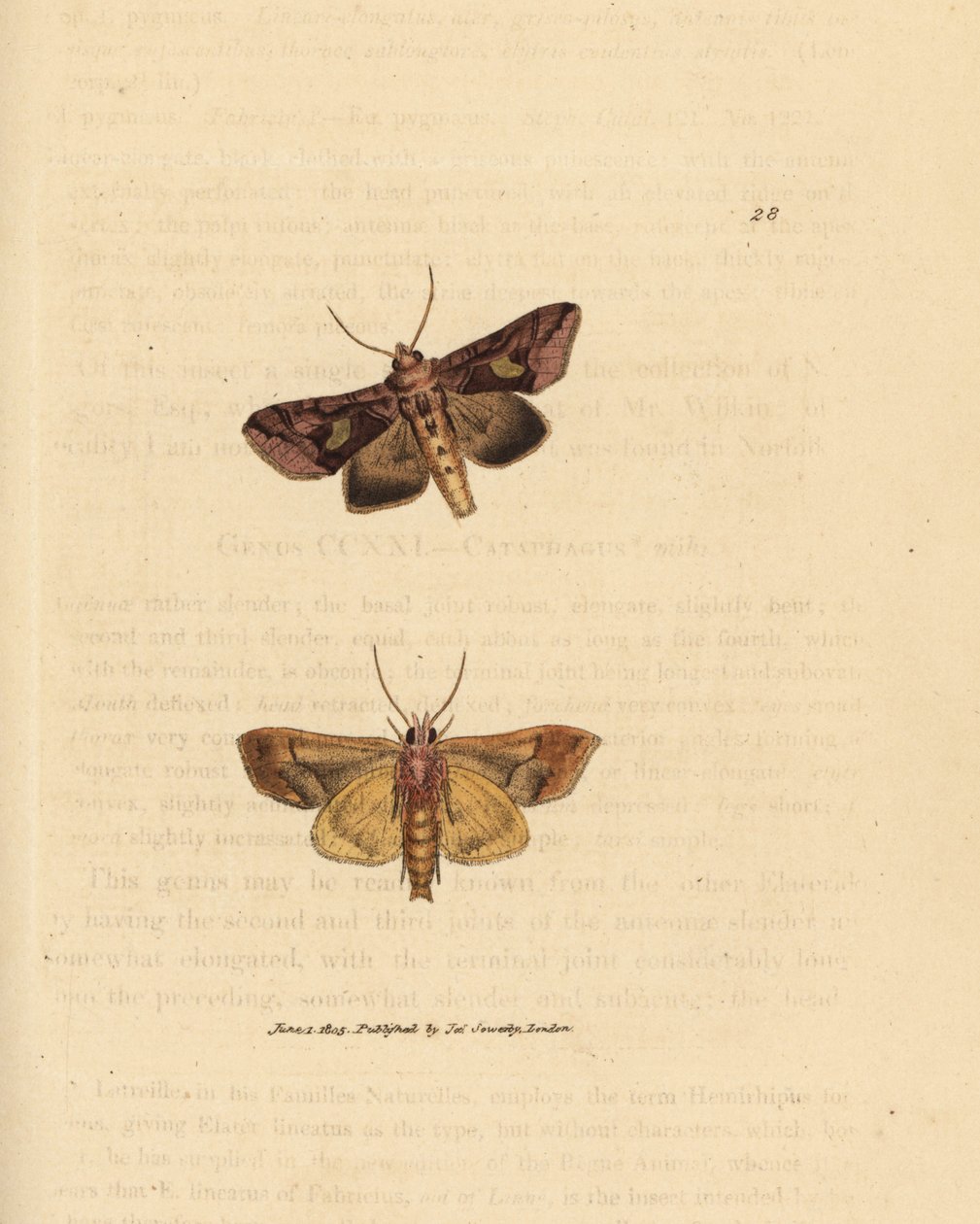 Papillon doré, Autographa bractea - James Sowerby