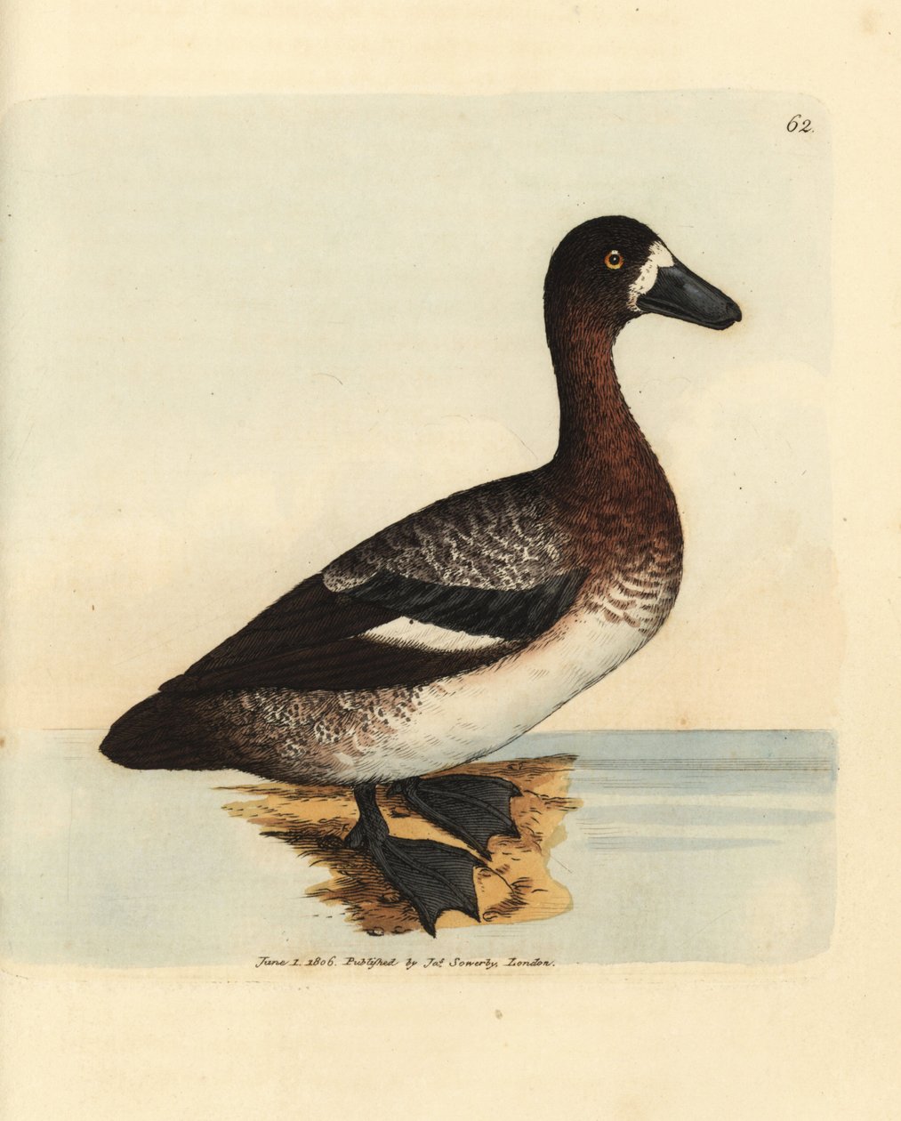 Fuligule milouinan, Aythya marila, femelle (Canard à face blanche, Anas fraenata). Gravure en cuivre colorée à la main par James Sowerby du British Miscellany, ou Figures colorées de sujets animaux nouveaux, rares ou peu connus. - James Sowerby