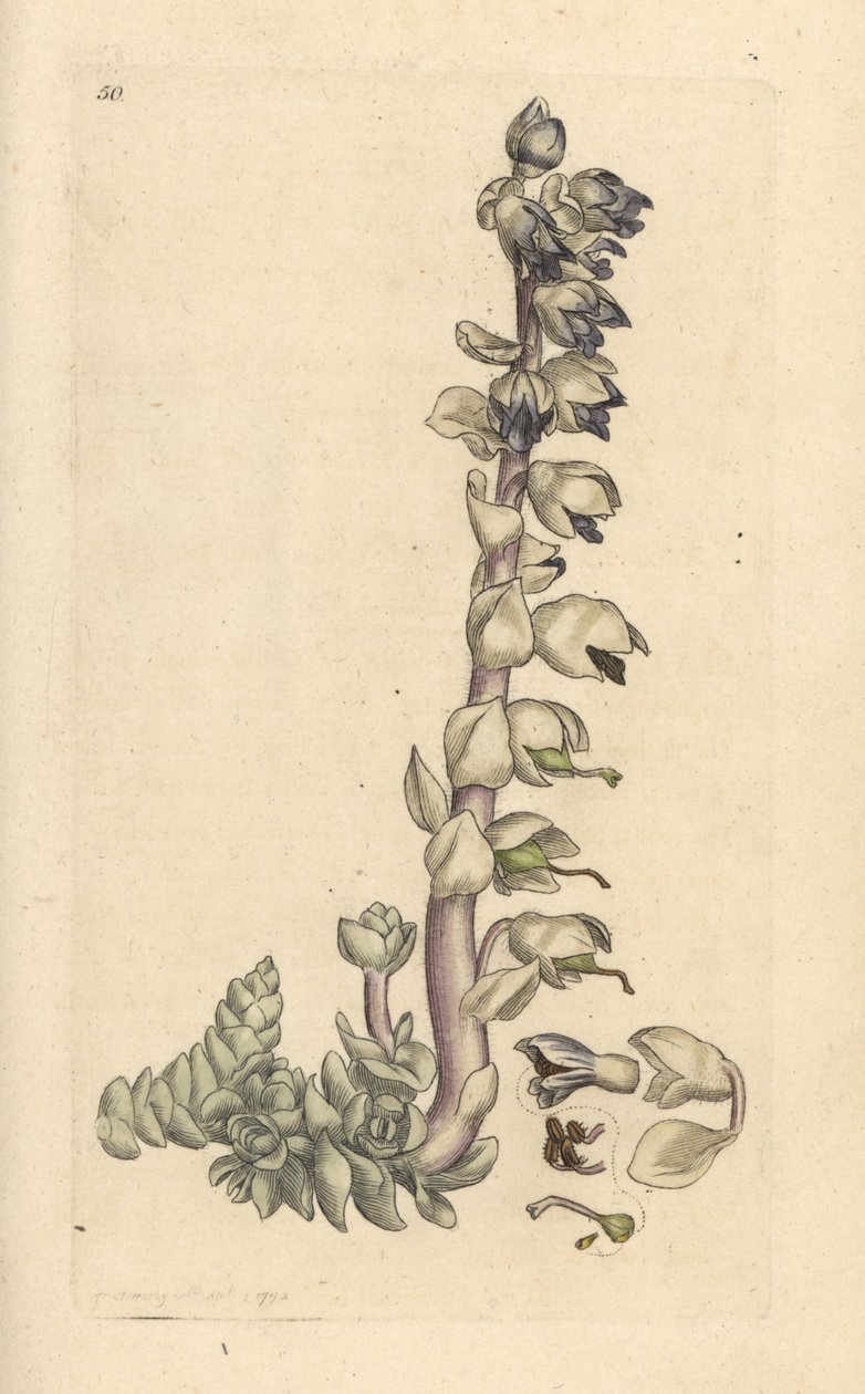 Grande cardamine, Lathraea squamaria. Gravure à la main d