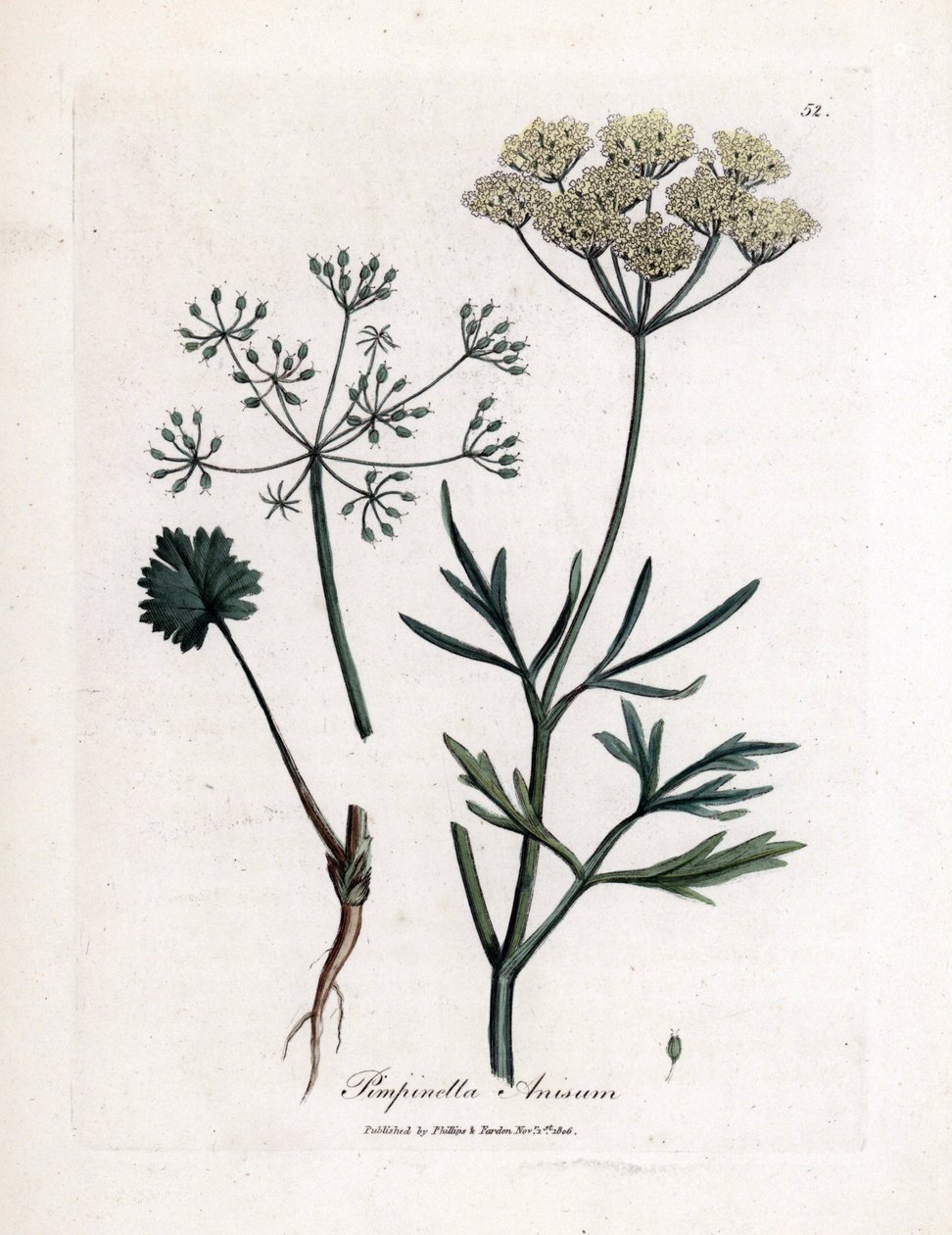 Anis vert (Pimpinella anisum) - James Sowerby