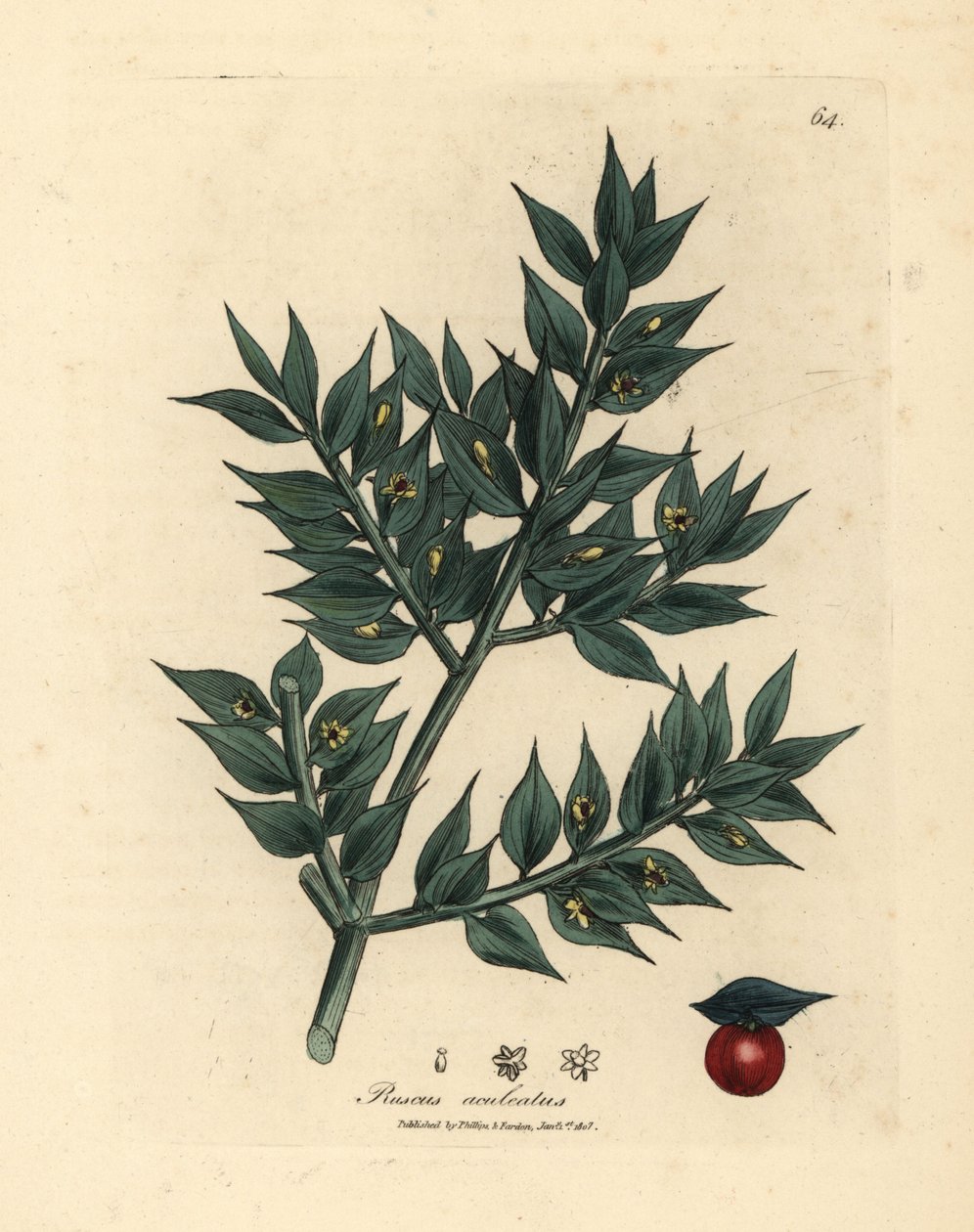 Ruscus aculeatus - James Sowerby