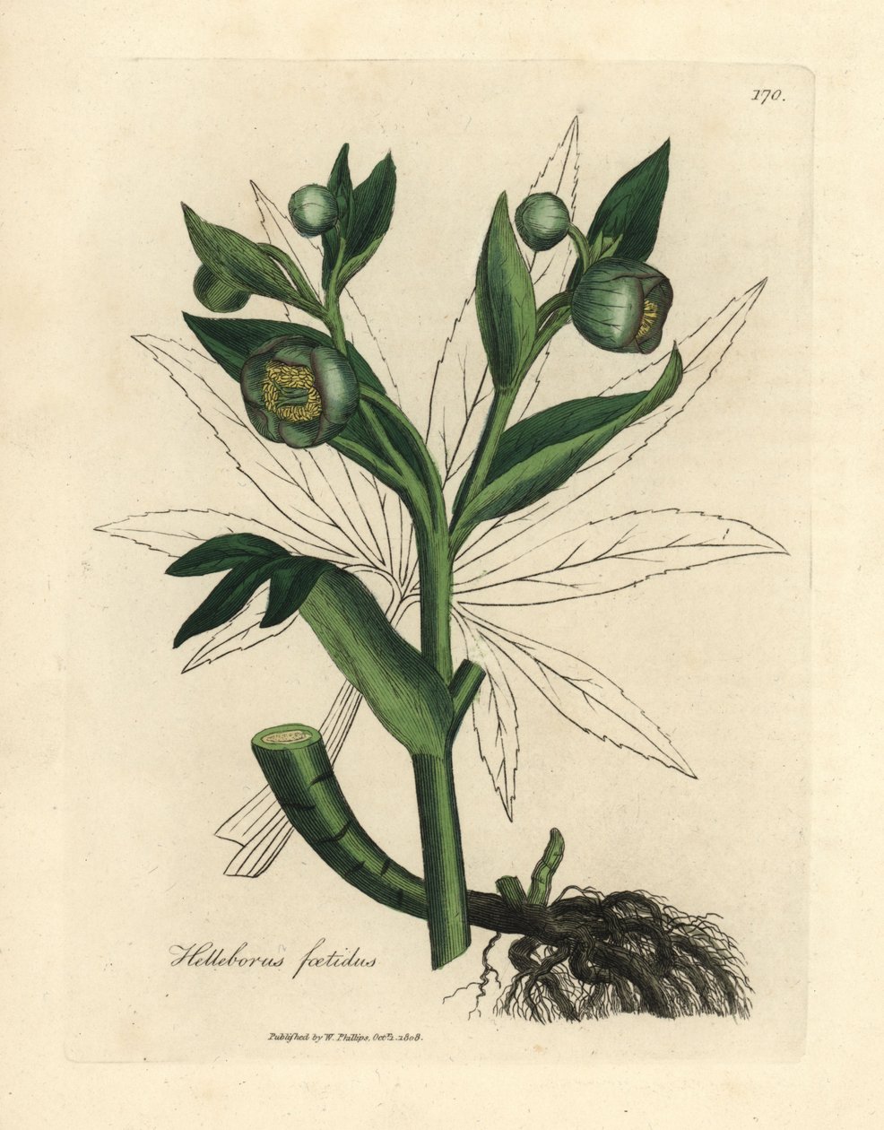 Hellébore fétide à fleurs vertes, Helleborus foetidus - James Sowerby